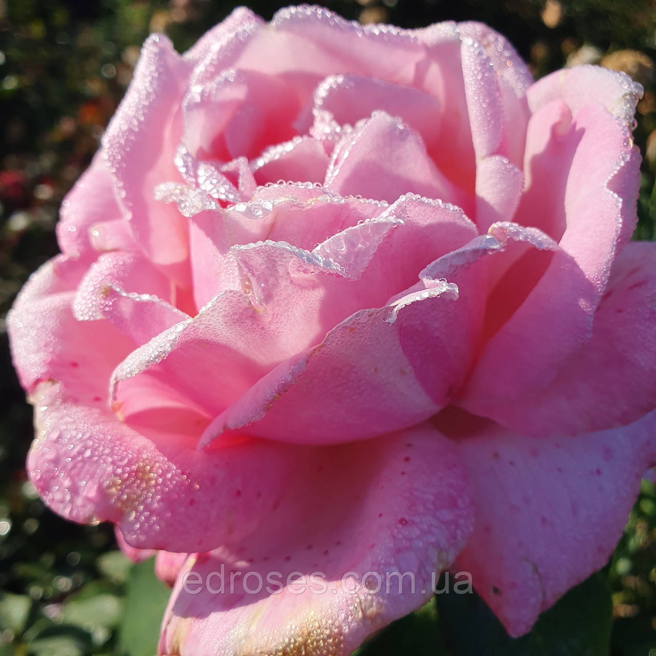 Меморіал Дей (Memorial Day), фото 1