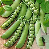 Горох мозковий Преладо, 20 шт., СЦ, фото 2