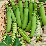 Горох мозковий Торнадо, 100 г, Садиба, фото 3