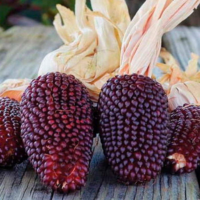 Насіння Кукурудзи декоративної Сунична (10шт), Collection, TM GL Seeds, фото 1