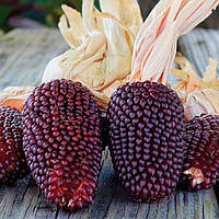 Насіння Кукурудзи декоративної Сунична (10шт), Collection, TM GL Seeds