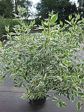 Дерен білий Elegantissima 2 річний, Дерен білий Элегантиссима, Cornus alba Elegantissima., фото 5