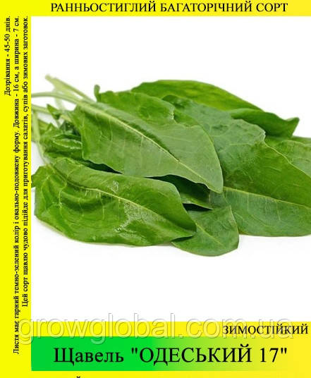 Насіння щавлю "Одеський 17" 500 г