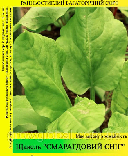 Насіння щавлю "Смарагдовий Сніг" 500 г