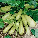 Кабачок Арал F1, 5 шт., Садиба, фото 3
