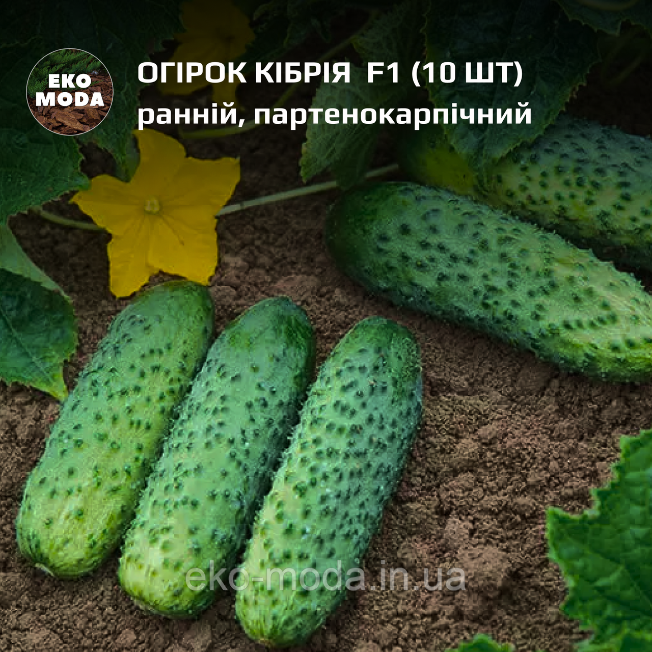 Огірок Кібрія  F1 -  ранній, партенокарпічний - (10 шт, zip-пакет)