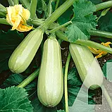 Кабачок Немо F1, 5 шт., Садиба, фото 3