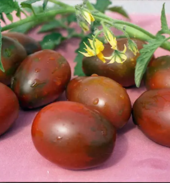 Помідор Де-барао чорний (0,1 г), TM GL Seeds (індетермінантний), фото 1