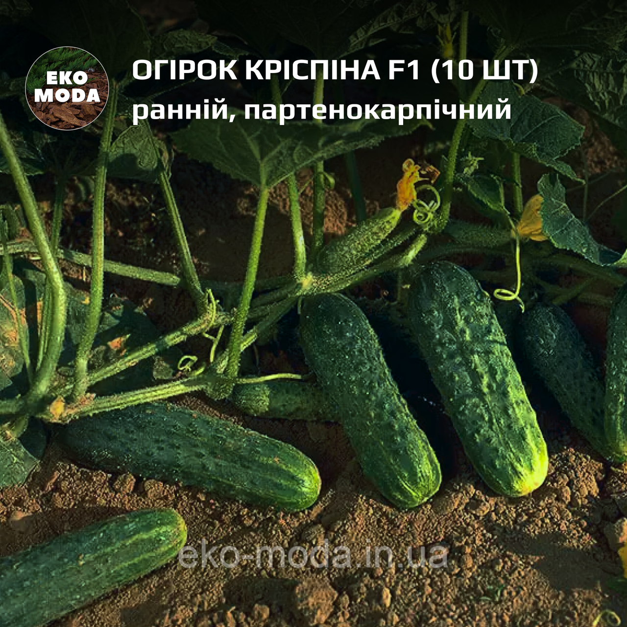 Огірок Кріспіна F1 -  ранній, партенокарпічний - (10 шт, zip-пакет)
