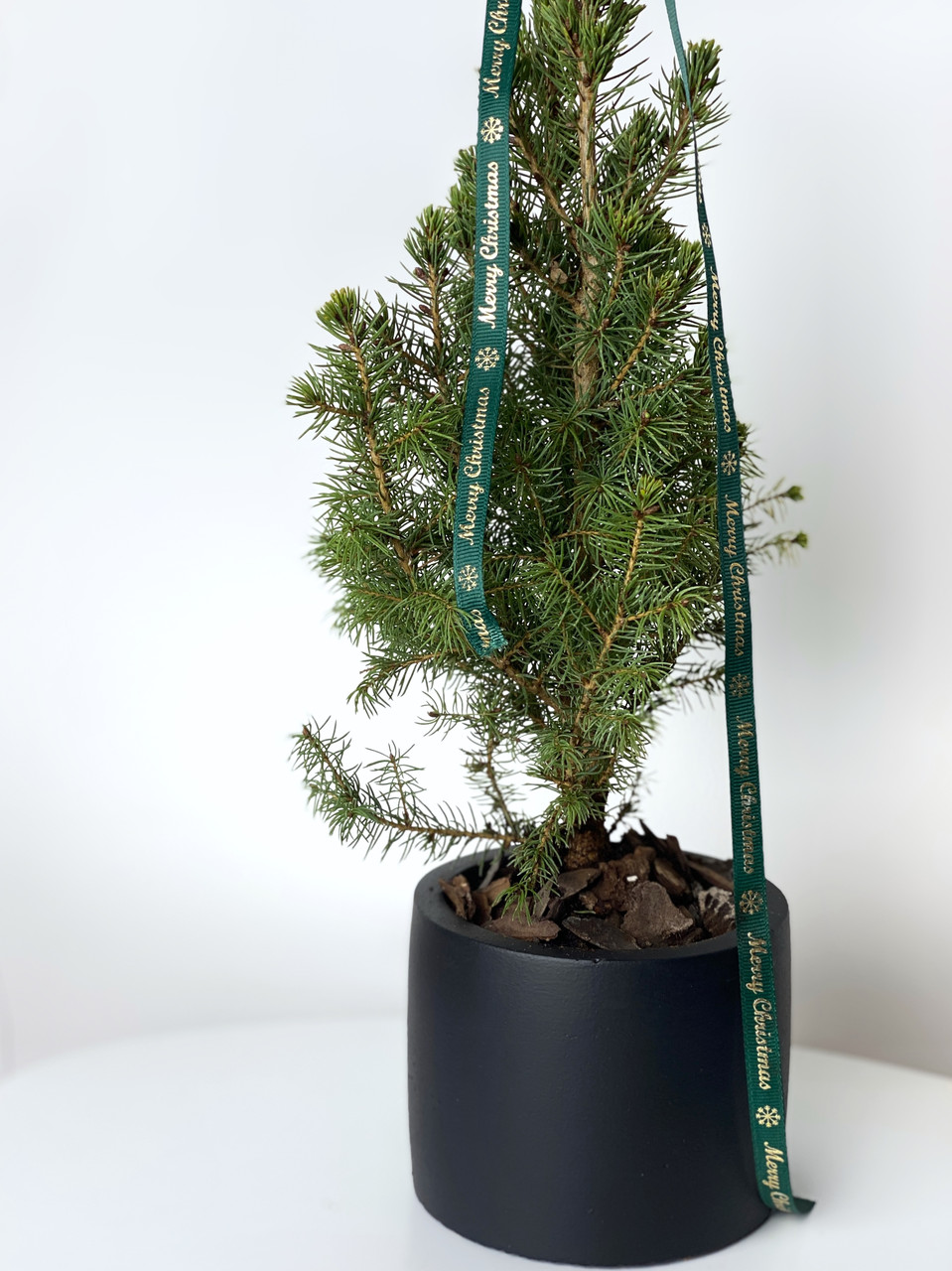 Жива ялинка в горщику бетонним 40 см.Корпоративні новорічні подарунки.В чорному кашпо