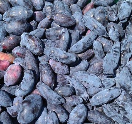 Новинка! Жимолость 2-річна "Атут" (самий невибагливий і зимостійкий сорт), фото 1