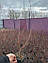 Новинка! Жимолость 2-річна "Атут" (самий невибагливий і зимостійкий сорт), фото 2
