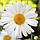 Насіння Квіти Ромашка Великоквіткова Аляска 0,5 г Насіння України, фото 2