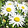 Насіння Квіти Ромашка Низька Принцеса 0,25 г Насіння України, фото 3