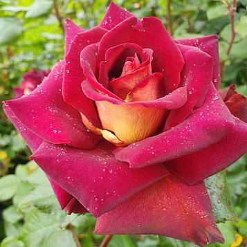 Едді Мітчелл (Eddy Mitchell)