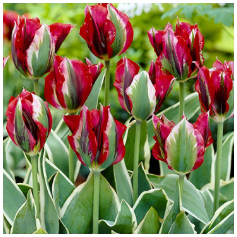 Тюльпан віридифлора Есперанто, фото 1