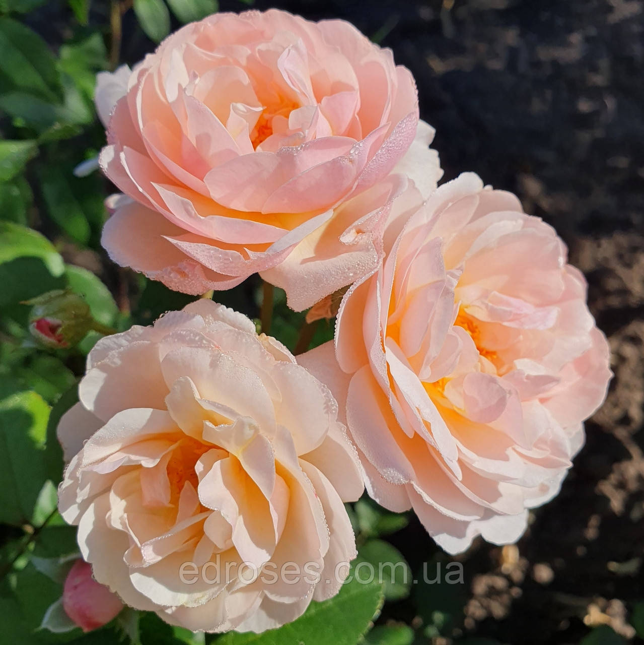 Зе Леді оф зе Лейк (The Lady of the Lake), фото 1