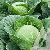 Капуста білоголова Парел F1, 20 шт., Садиба, фото 3