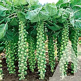 Капуста брюсельська Абакус F1, 10 шт, Садиба, фото 3