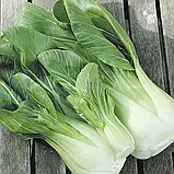 Капуста китайська Джой Чой F1, 0,5 г, Традиція, фото 2