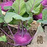 Капуста кольрабі Віденська синя, 5 г, Садиба, фото 3