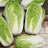 Капуста пекінська Кантонер, 0,5 г, Садиба, фото 3