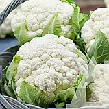 Капуста цвітна Каспер F1, 10 шт., СЦ, фото 2