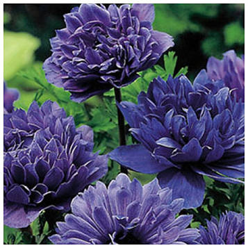 Анемон махровий Лорд Лейтенант