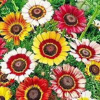 Хризантема кілевата Радість 0.3 г