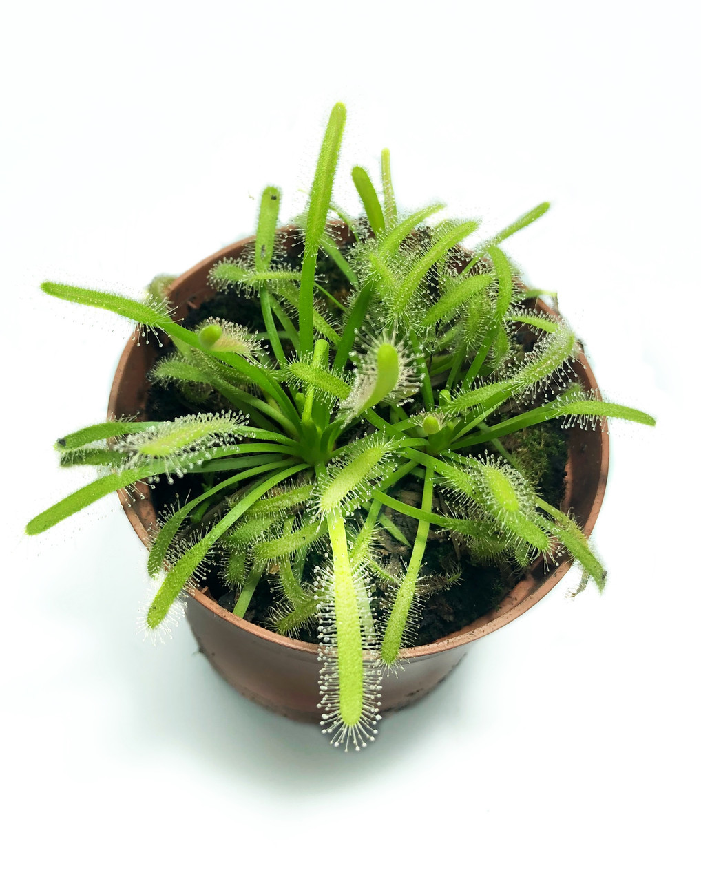 Рослина-хижак Росянка Капська AlienPlants Drosera Capensis — Росянка хижак в горщику