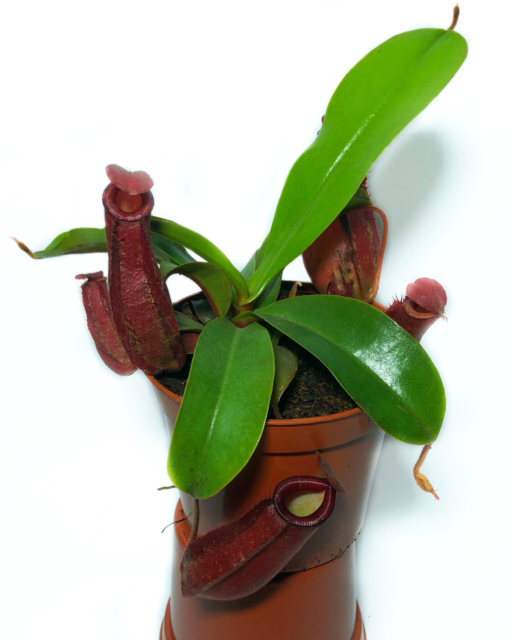 AlienPlants: Екзотичні Рослини, Хищні Рослини, Унікальність та Рідкісність