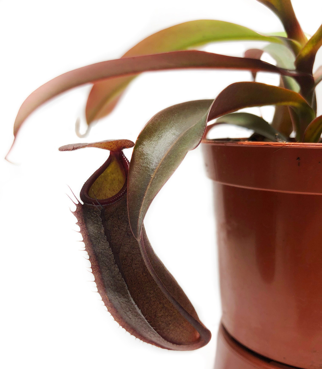 Непентес Сангвинея, AlienPlants Nepenthes Sanguinea, Екзотичні рослини, Хижа рослина.