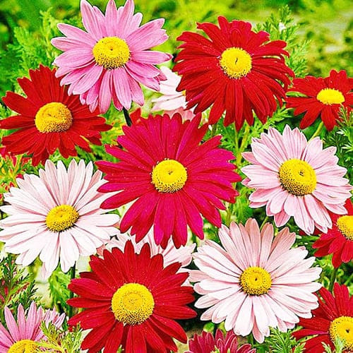 Хризантема Гігантська суміш 0.2 г, фото 1