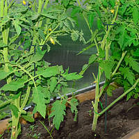 Набір металевих рослинних паличок 10 шт