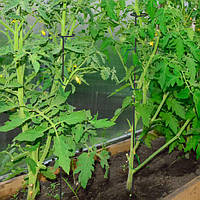 Набір металевих рослинних паличок 6 шт