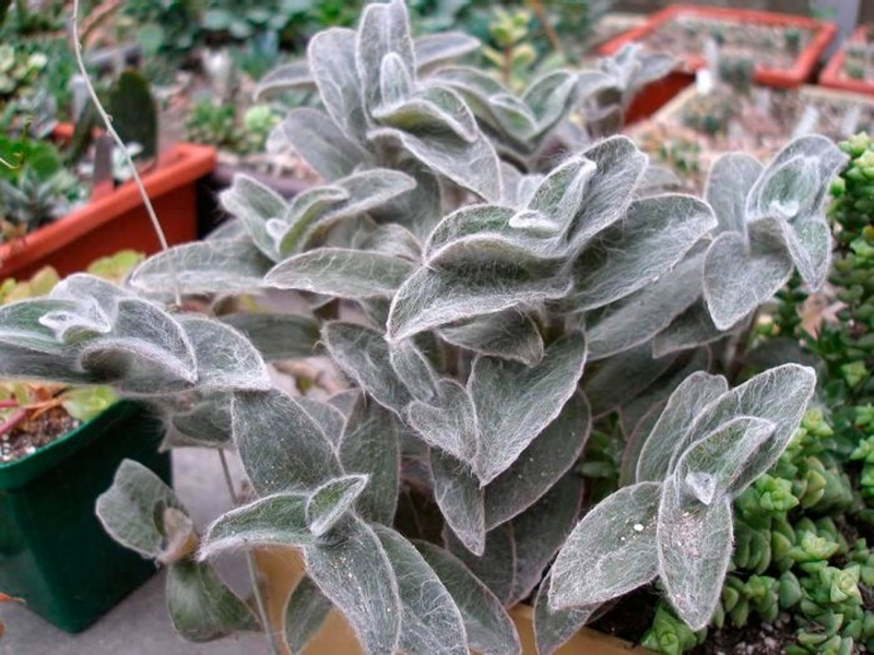Традесканція волохата (Tradescantia pilosa) (молода рослина в горщику)