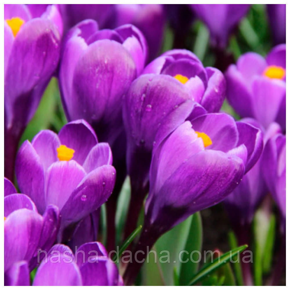 Крокус великоквітковий Ремембранс