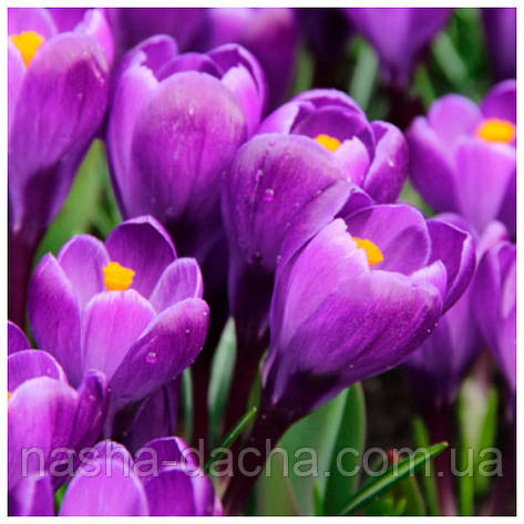 Крокус великоквітковий Ремембранс, фото 1