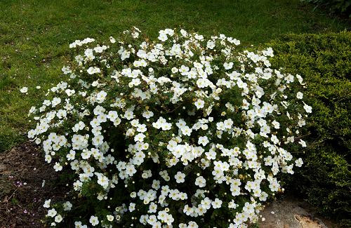 Лапчатка кущова Abbotswood 3 річна, лапчатка чагарникова Абботсвуд, Potentilla fruticosa Abbotswood