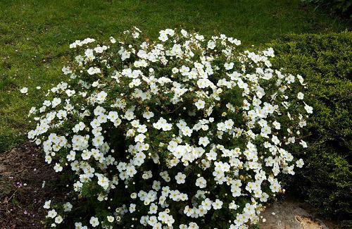 Лапчатка кущова Abbotswood 2 річна, Лапчатка кущова Абботсвуд, Potentilla fruticosa Abbotswood, фото 1