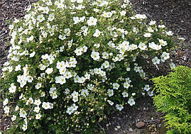 Лапчатка кущова Abbotswood 2 річна, Лапчатка кущова Абботсвуд, Potentilla fruticosa Abbotswood, фото 4