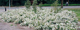 Лапчатка кущова Abbotswood 2 річна, Лапчатка кущова Абботсвуд, Potentilla fruticosa Abbotswood, фото 5