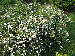 Лапчатка кущова Abbotswood 2 річна, Лапчатка кущова Абботсвуд, Potentilla fruticosa Abbotswood, фото 6