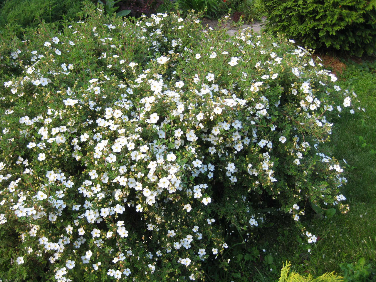 Лапчатка кущова Abbotswood 2 річна, Лапчатка кустарниковая Абботсвуд, Potentilla fruticosa Abbotswood - фото 5 - id-p451876722