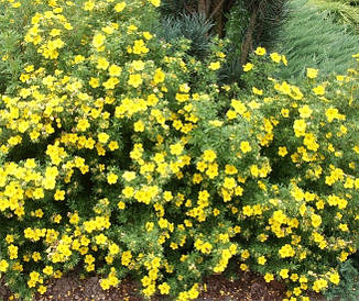 Лапчатка кущова Yellow Bird 2 річна, Лапчатка чагарникова Еллов Бід, Potentilla fruticosa Yellow Bird.