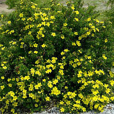 Лапчатка кущова Yellow Bird 2 річна, Лапчатка чагарникова Еллов Бід, Potentilla fruticosa Yellow Bird., фото 4