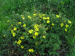 Лапчатка кущова Yellow Bird 2 річна, Лапчатка чагарникова Еллов Бід, Potentilla fruticosa Yellow Bird., фото 6