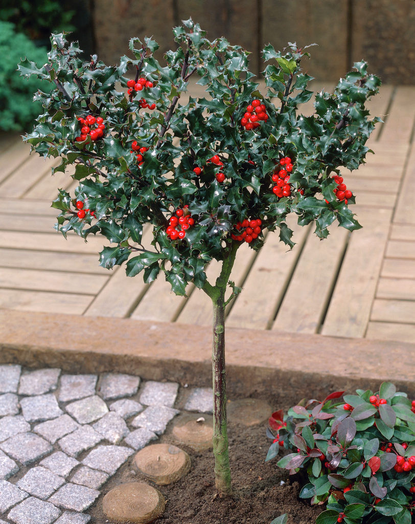 Падуб Мезерва Blue Angel 3 річний, Падуб Мезерва Блю Енджел, Ilex meserveae Blue Angel