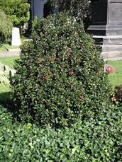 Падуб Мезерва Blue Angel 3 річний, Падуб Мезерва Блю Енджел, Ilex meserveae Blue Angel, фото 2