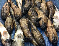 Бичок батіг з/м